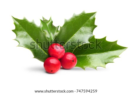 Holly leaves decoration with red berries. Royalty-Free Stock Photo #747594259