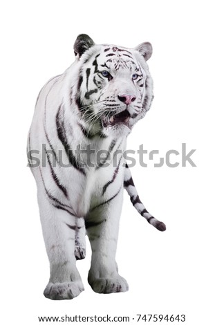 White big tiger Panthera tigris bengalensis walking isolated at white