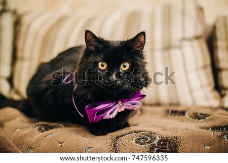 black cat gentleman