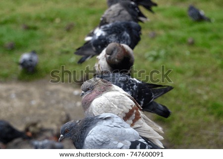 A flock of pigeons sit on a fence, a pipe, against a lawn background with green grass, a sewage system
