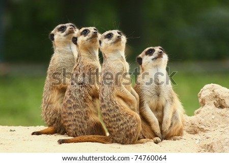 Meerkats all sit together and look at the sky