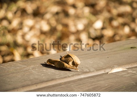 fallen leaves on a Wooden board