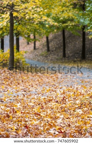 Beautiful autumn park with fallen leaves