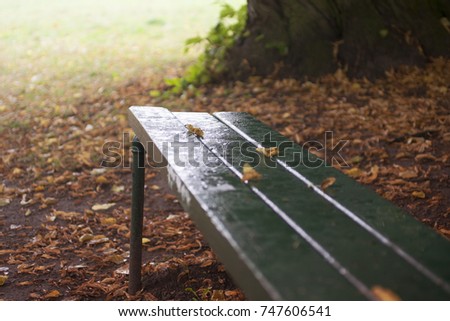 Empty bench in autumn park with fallen yellow leaves. 