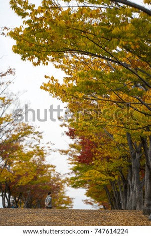 Collection of Beautiful Colorful Autumn Leaves with fallen leaves