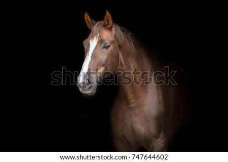 Red horse portrait on black background Royalty-Free Stock Photo #747644602