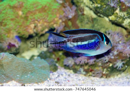 Bellus Angelfish, Genicanthus bellus, female coloring