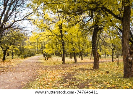Autumn park trail landscape background horizont picture