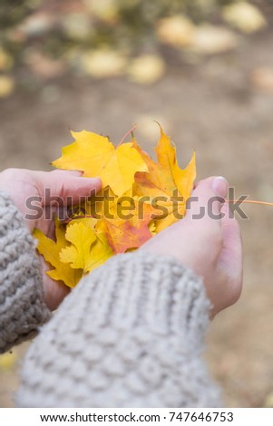 Autumn Maple Leaves in wooman hands colorful background