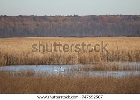 Swans on October Marsh 