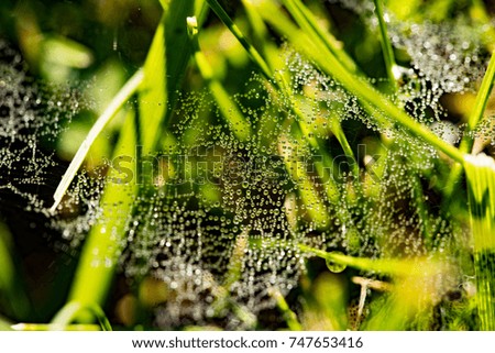 Beautiful Cobwebs With Drops Water From Morning Dew In Green Grass Outdoor. Close Up.