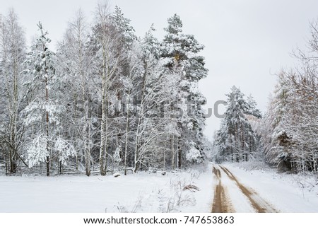 Winter forest road (landscape)