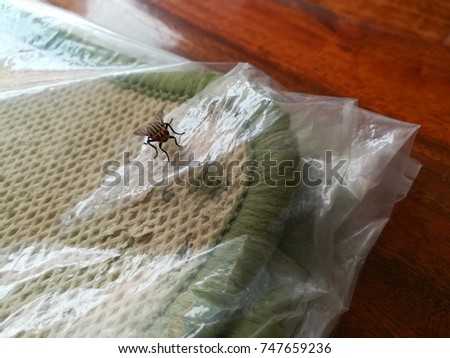 housefly on carpet