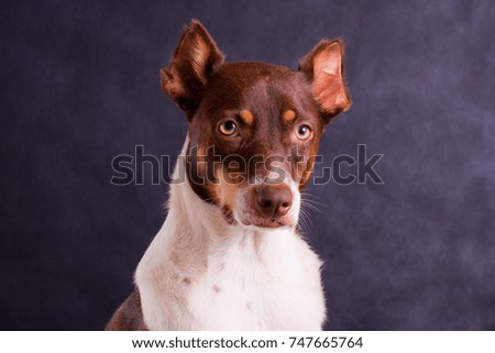 Dog photography in studio black background.
