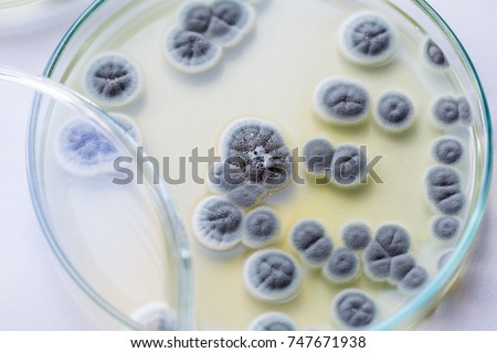 Penicillium, ascomycetous fungi are of major importance in the natural environment as well as food and drug production.
 Royalty-Free Stock Photo #747671938