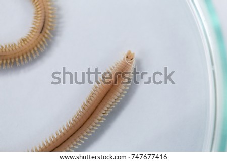Polychaetes are a paraphyletic class of annelid worms, generally marine under the Stereo microscope view for education in laboratory.