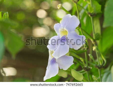 light purple flowers of Thunbergia grandifora 