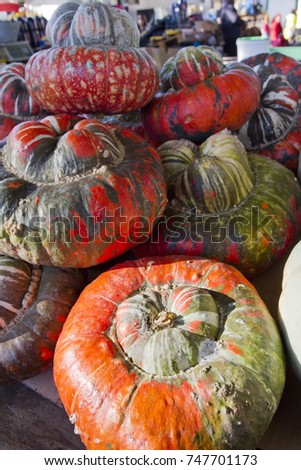 Ornamental pumpkins for Halloween. Pumpkin and squash background.