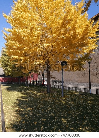 the yellow tree give us a good shadow