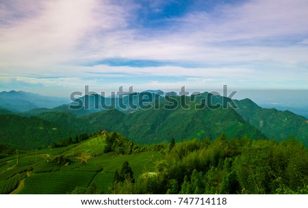Aerial view. Sunrise view of tea plantation landscape in Taiwan.