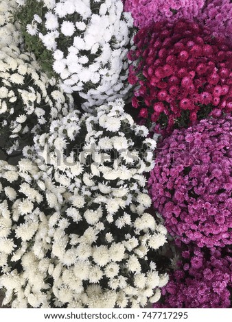 chrysanthemums. different colors of chrysanthemums