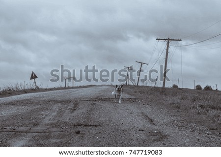 A lonely dog on the road