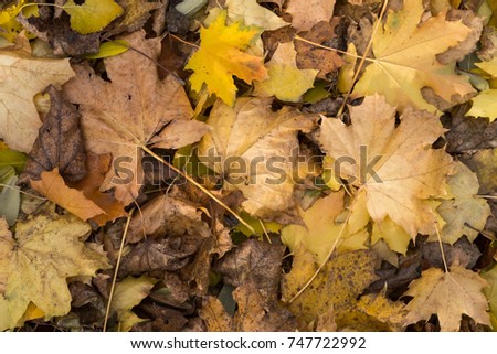 Photo closeup of autumn colorful yellow golden thick blanket of fallen dry maple leaves on ground deciduous abscission period over forest leaf litter background, picture