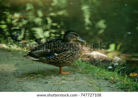 Mallard duck at a pond