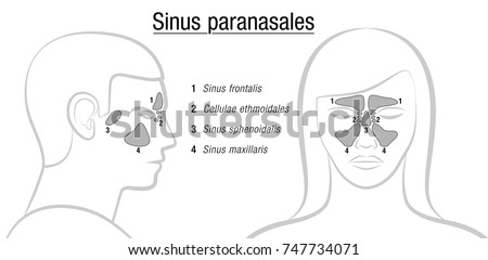 MAXILLARY-SINUSES Stock Vector Images - Avopix.com