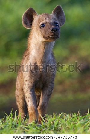 African Hyaena