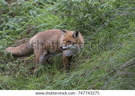 red fox close up portrait of head while walking in long grass and against background