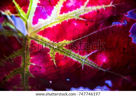 Autumnal red leaf backlit background, Oxford, UK