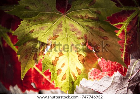Green Autumnal leaf on wooden background, Oxford, UK