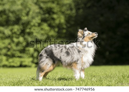 Shetland Sheepdog Standing on the Grass