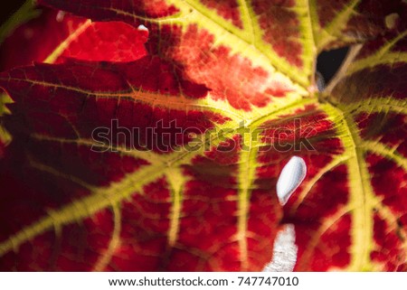 Red Autumnal leaves backlit, background, Oxford, UK