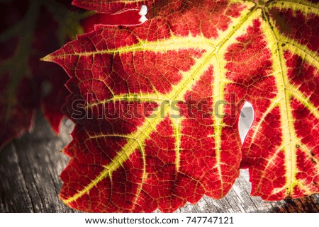 Red Autumnal leaves backlit, background, Oxford, UK