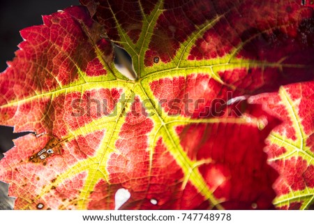 Red Autumnal leaf with yellow veins, backlit, background, Oxford, UK