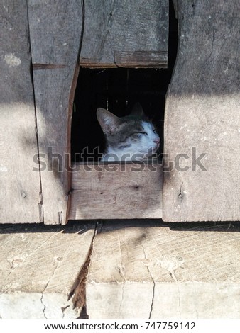 The cat sits inside the old house closes its eyes and turn its face to the right side of the photo