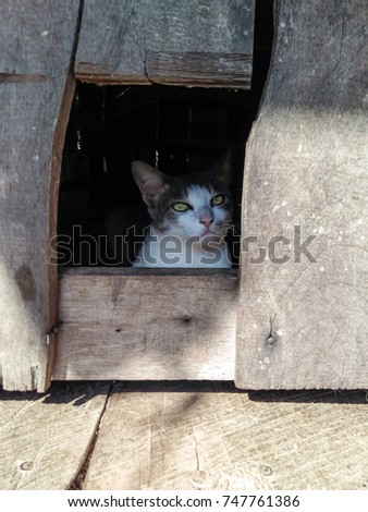 The two colored cat sits inside the house under the shade looking outside 