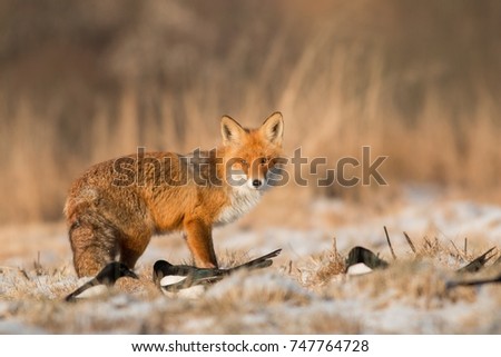 Mammals - European Red Fox (Vulpes vulpes) winter