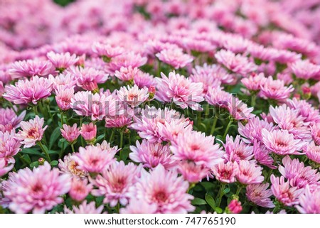 Very many pink flowers in a detailed closeup