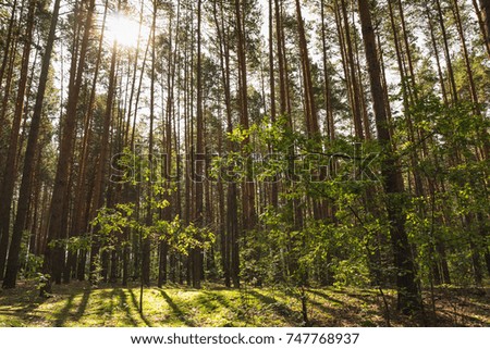 Pine trees in a coniferous forest