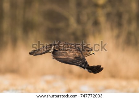 Birds - Common Buzzard (Buteo buteo)