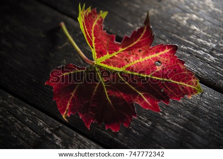 Red Autumnal leaf on wooden background, Oxford, UK