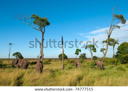 Wide angle elephant herd on savannah