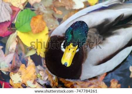 Mallard with drops on the head swimming over foliage in the river. Autumn image with water bird and maple leaves. Selected focus.