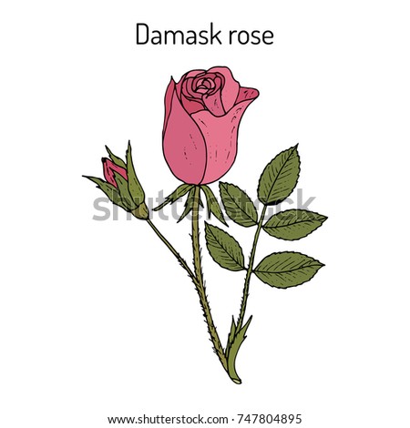 Damask rose (Rosa damascena), ornamental and medicinal plant. Hand drawn botanical vector illustration