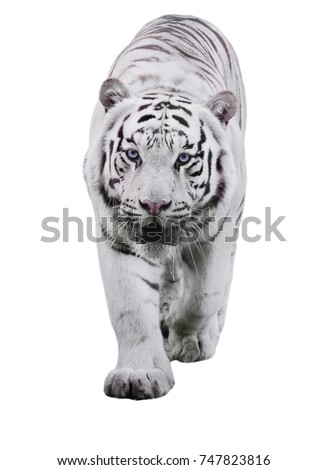 White big tiger Panthera tigris bengalensis walking isolated at white