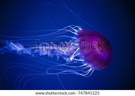 Jelly fish in the deep blue ocean.