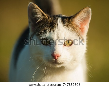 Cats portrait in sunset